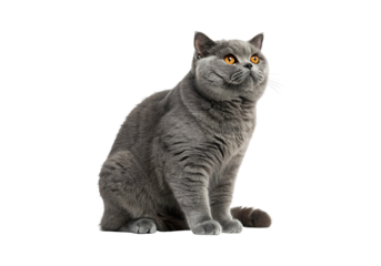 Isolated British Shorthair cat on a Transparent Background.
