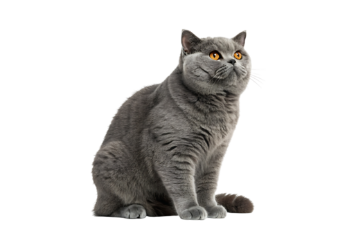 Isolated British Shorthair cat on a Transparent Background.
