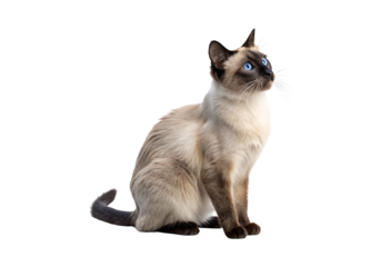 Isolated Siamese cat on a Transparent Background.