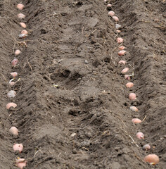 Seed potatoes are planted in rows in the soil before wrapping