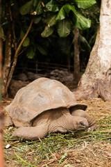 Fototapeta premium Big old turtle on the ground in Seychelles