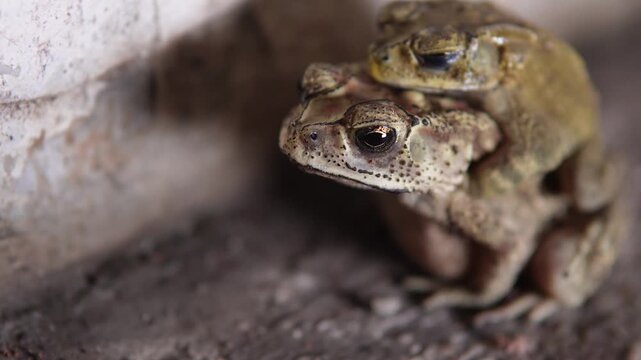 Asian common toad mating. Animal theme.