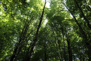 green forest in the morning