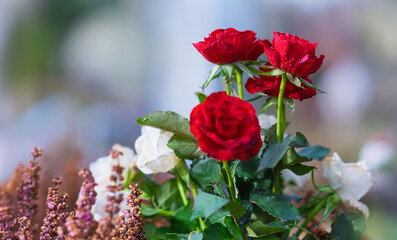 Trauer am Grab, wir bringen dir deine Lieblingsrosen vorbei