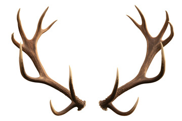 Obraz premium A pair of large majestic deer antlers isolated on transparent background