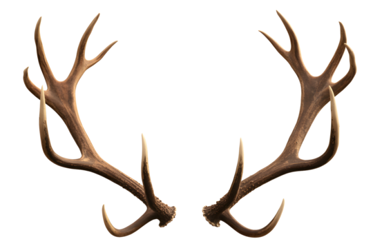 A pair of large majestic deer antlers isolated on transparent background