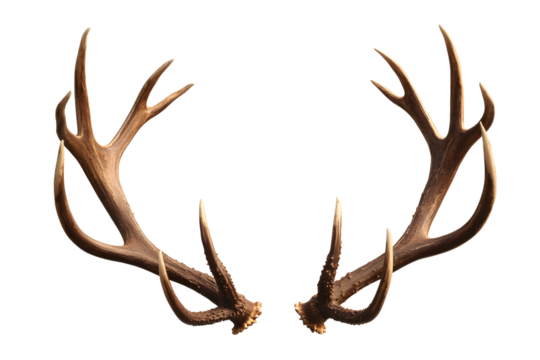 Pair of majestic elk antlers isolated on transparent background