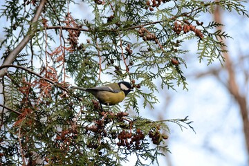 great tit parus major