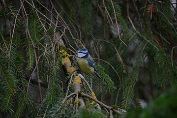 blue tit on a branch