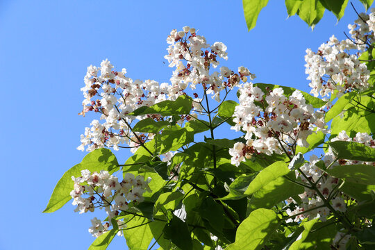 Catalpa blooms in nature