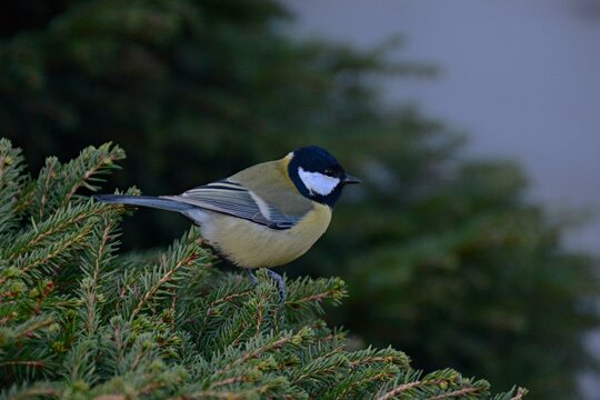 great tit parus major