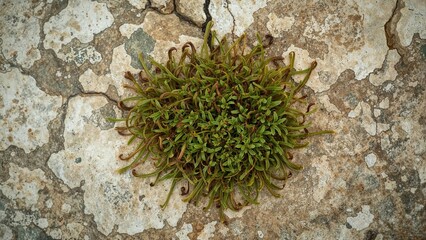 Fototapeta premium A close-up of a green moss or plant growing on cracked, dry soil or rock surface.