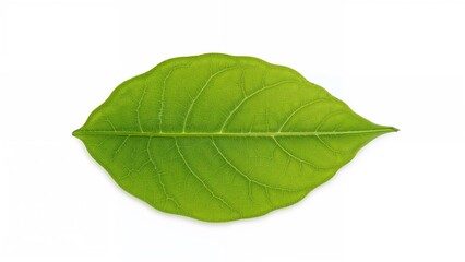 Obraz premium Single green leaf with visible veins on white background.