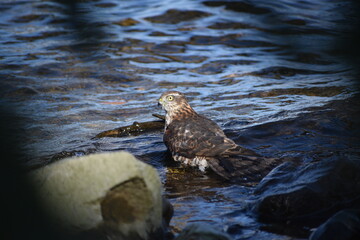 Sparrowhawk in the river