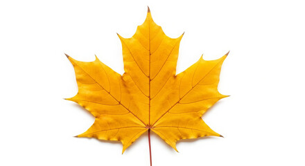 Fototapeta premium Vibrant single orange and yellow maple leaf isolated on a clean white background, symbolizing the beautiful transition of the autumn season and the changing patterns of nature