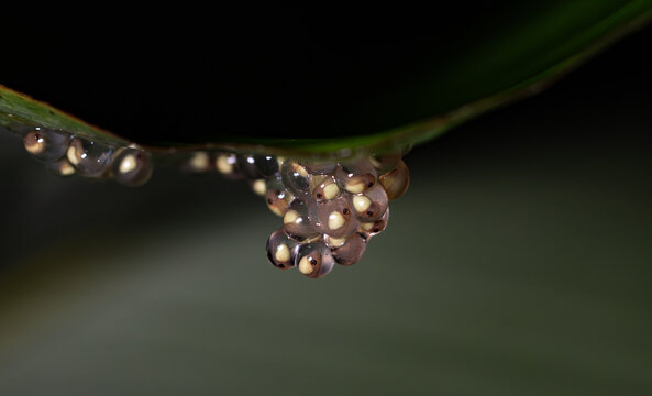 Red-eyed tree frog eggs in Costa Rica 