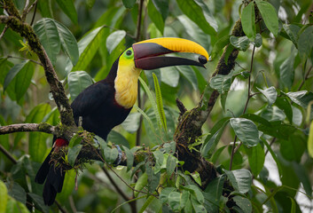 A toucan in Costa Rica  © Harry Collins