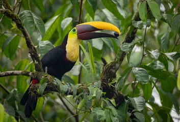 Fotobehang Toekan A toucan in Costa Rica   © Harry Collins