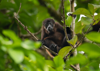 Fototapeta premium A howler monkey in Costa Rica 