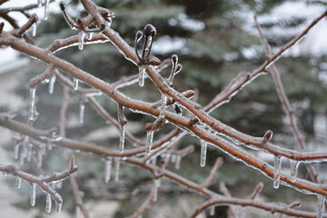 Obraz premium Spring Icy Rain on trees