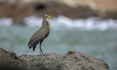 A tiger heron in Costa Rica 