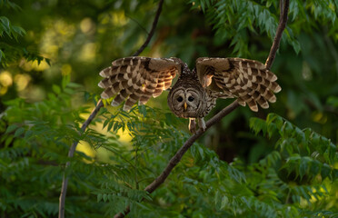 A barred owl in Florida 