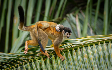 Squirrel monkey with baby in Costa Rica  © Harry Collins