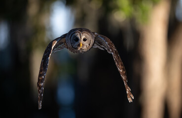 A barred owl in Florida 