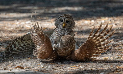A barred owl in Florida 