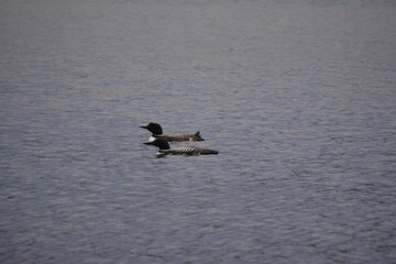 Loons in the water