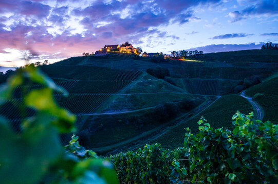 Blick durch Weinreben auf Burg Staufenberg in der blauen Stunde