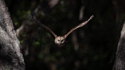 A barred owl in Florida 
