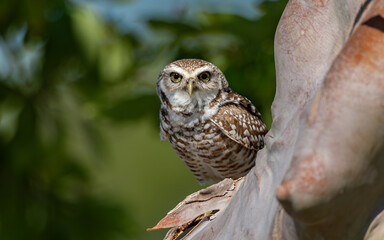 A burrowing owl in Florida 