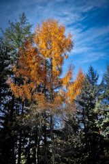 Golden Woodland Landscape in Mortimer Forest, West Midlands England