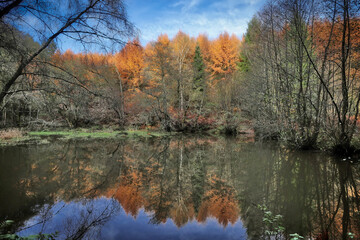 Rich Autumn Foliage in Mortimer Forest on the Shropshire&ndash;Herefordshire Edge