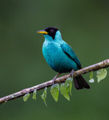 Green honeycreeper in Costa Rica 