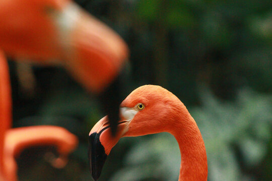 Close-up of an American flamingo with blurred foreground
