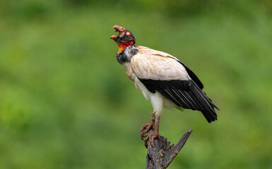 King Vulture in Costa Rica 