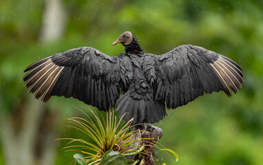 Black Vulture in Costa Rica 
