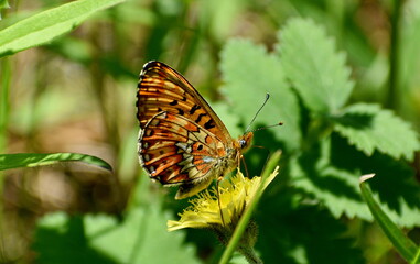Silver-washed Fritillary butterfly