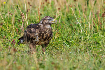 Mäusebussard (Buteo buteo)