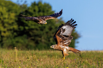 Rotmilan (Milvus milvus)