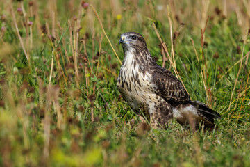 Mäusebussard (Buteo buteo)