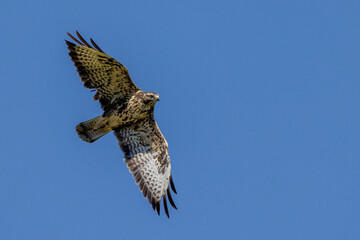 Mäusebussard (Buteo buteo)