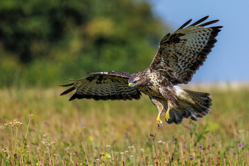 Mäusebussard (Buteo buteo)
