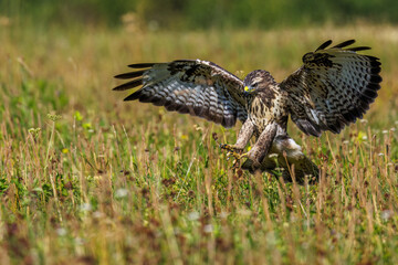 Mäusebussard (Buteo buteo)