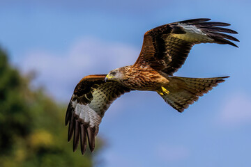 Rotmilan (Milvus milvus)