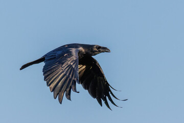Naklejka premium Kolkrabe (Corvus corax)