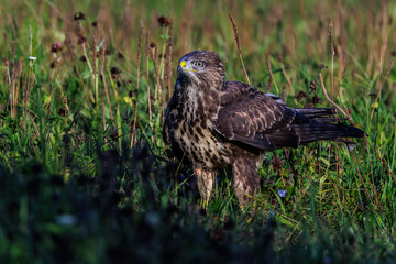 Mäusebussard (Buteo buteo)