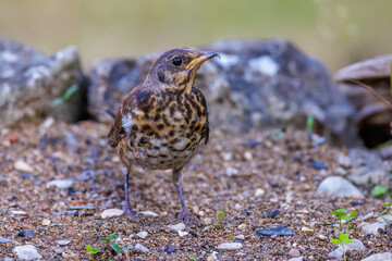 Wacholderdrossel (Turdus pilaris) Jungvogel